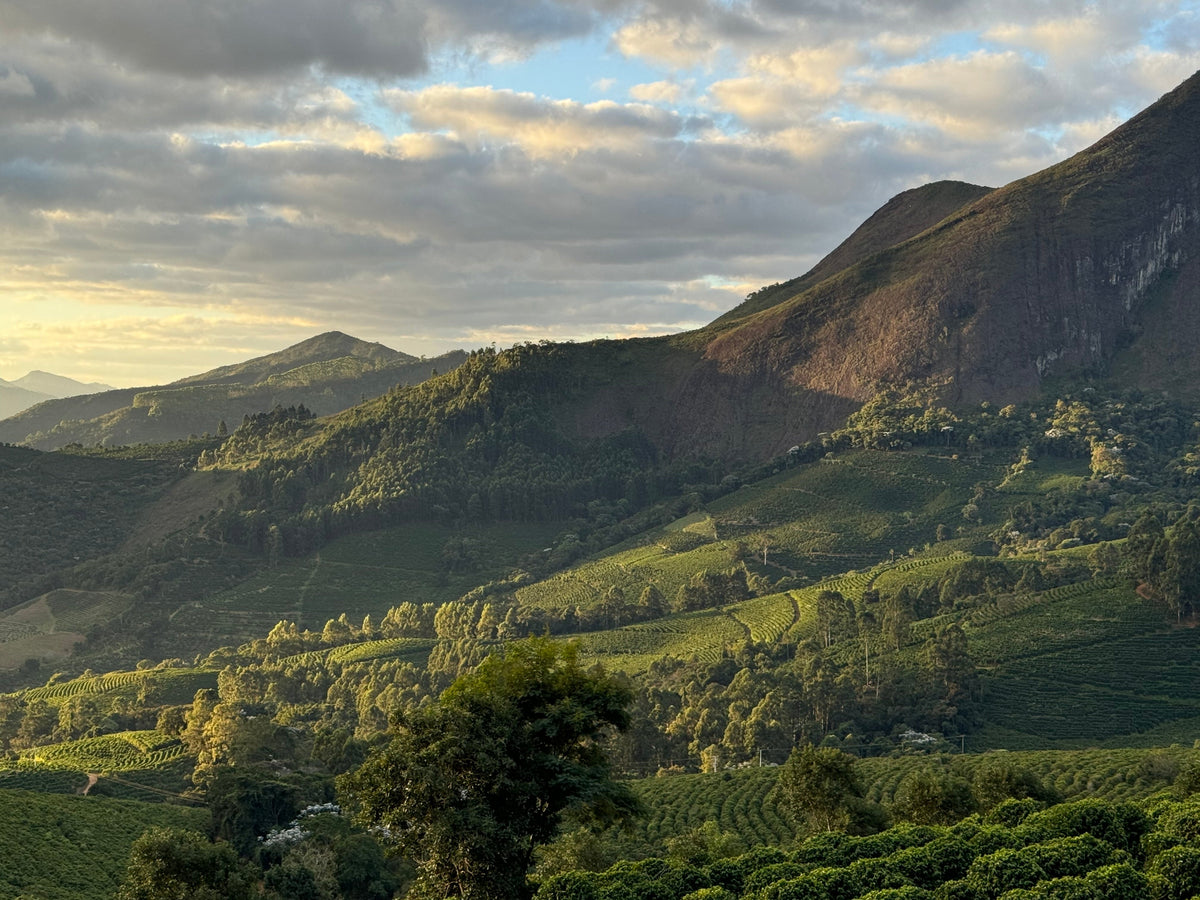 Le café du Brésil : le plus grand producteur de café au monde