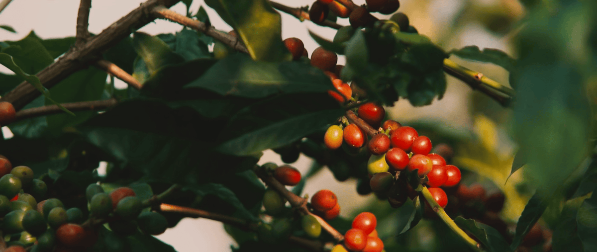 Koffie uit India: van Baba Budan tot Monsooned Malabar