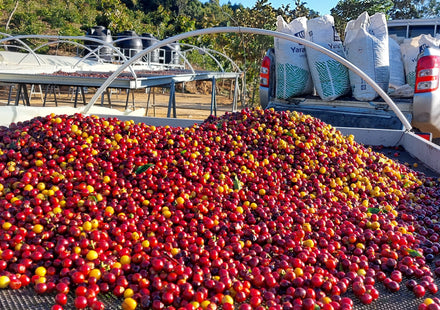 Koffie uit Guatemala: acht koffieregio's en hun smaak