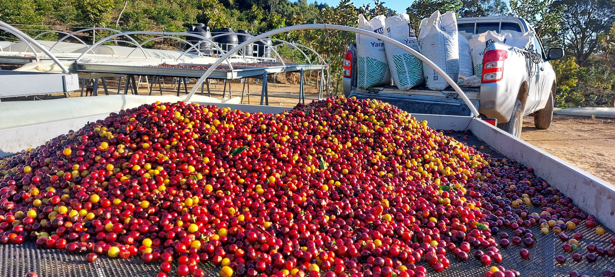 Koffie uit Guatemala: acht koffieregio's en hun smaak