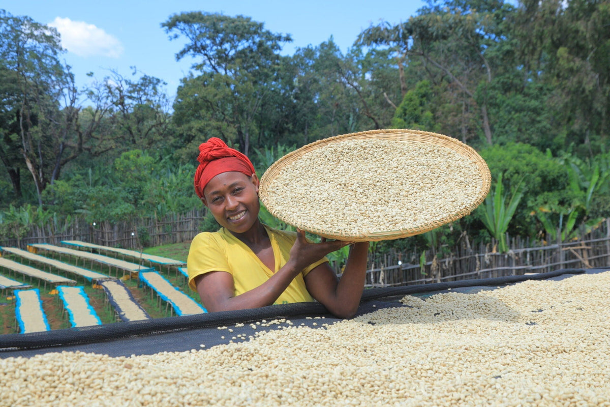 Koffie uit Ethiopië: het geboorteland van koffie