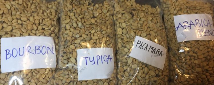 Les 4 espèces de café